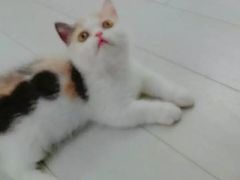 喵星人-喵的天空名猫咖啡馆·撸猫·猫舍·用品