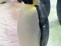 -珠海长隆海洋王国