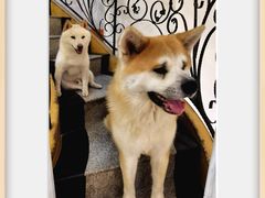 -喜柴咖啡·柴犬狗咖