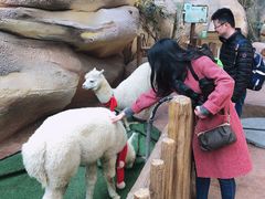 -杭州开元森泊度假乐园