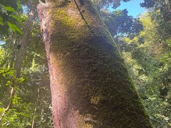 -西双版纳原始森林公园