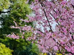 -上海滨江森林公园