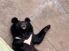 -西霞口神雕山野生动物世界