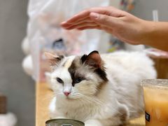 -藏猫猫咖啡主题馆(中央大道店)