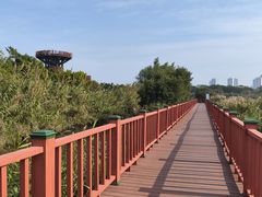 -芒洲湿地公园