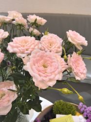 -薇薇安花系SPA