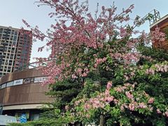 -万科城市广场(厚街店)