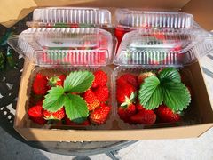 -大自然农场蔬菜草莓采摘园