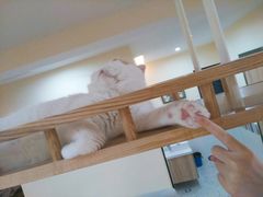 -滚猫咖啡·猫咖·猫友好撸猫(未来城店)