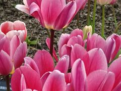 -上海植物园-4号门售票处