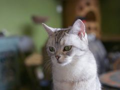 -猫猫幼稚园·撸猫·桌游·电玩