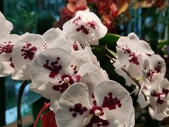 -自由生长植物工作室(深港花卉中心店)