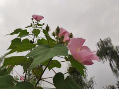 景点-天府芙蓉园