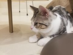 -飞行喵MR PILOT|猫舍·猫咖(静安大融城店)