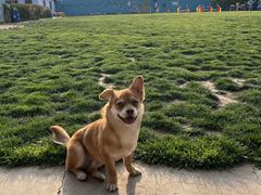 -趣玩宠物乐园寄养训犬训狗游泳池