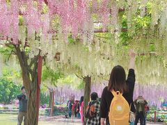 -嘉定紫藤园