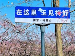 -梅花山(明孝陵内)