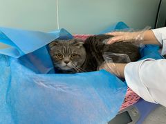 -纳吉亚猫专科动物医院·北北分院