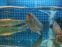 -山水一号·中餐厅