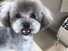 -宠福鑫康馨动物医院·骨科·眼科