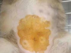 -瑞派动物医院·绝育·犬猫全科·预防医学(光景江南中店)