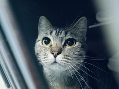 -萌兽医馆·宠物医院·猫骨科(创景店)