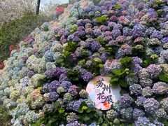 -苏州上方山国家森林公园
