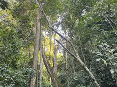 -西双版纳原始森林公园