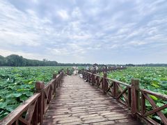 -荷塘月色湿地公园·向阳花洲