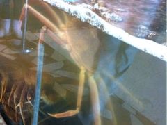 蟹-蟹之国·精品蟹料理(极地店)