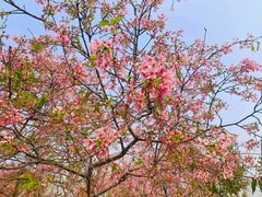 -天适樱花悠乐园