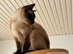 -有猫儿腻咖啡厅.猫咖