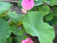 -莲花池公园