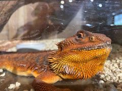 -酷以爬仙阁实体爬宠店·守宫·蜥蜴·专业繁育