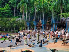 -西双版纳原始森林公园