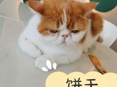 -飞行喵MR PILOT|猫舍·猫咖(静安大融城店)