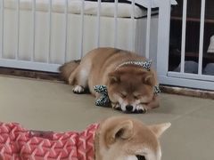 -逗柴咖啡屋·狗咖猫咖宠物桌游