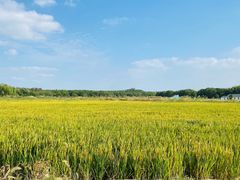 -同里国家湿地公园