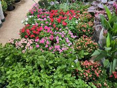 -双季花艺园艺市场(浦东店)