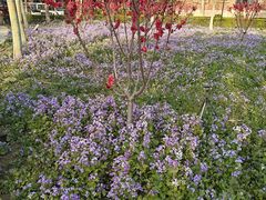 -北京市海淀外国语实验学校