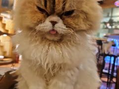 -猫小院猫主题餐厅(南锣旗舰店)