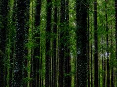 -黄海国家森林公园