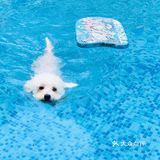 萌宠 | 妞妞和小伙伴们爱去的宠物乐园