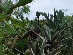 -东莞植物园