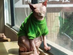 -绒爪撸猫下午茶·猫咖