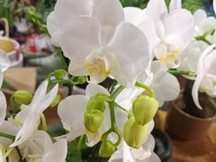 -循礼门鲜花花市(武汉循礼门店)