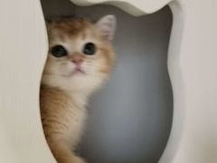 -东方名猫馆·英短金渐层布偶猫舍(环线广场1号楼店)