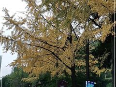 -成都市活水公园