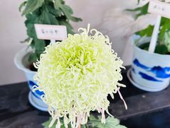 -杭州植物园