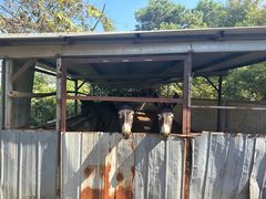 -元鼎宝驴香·全驴宴(江宁店)